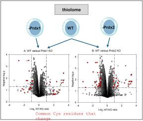 Effect of peroxiredoxin 1 or peroxiredoxin 2 knockout on the thiol proteome of Jurkat cells