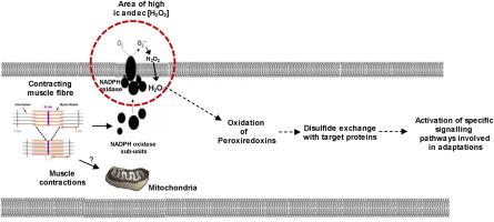 Exercise-induced adaptations to homeostasis of reactive oxygen species in skeletal muscle