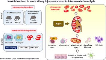 Nox4 is involved in acute kidney injury associated to intravascular hemolysis