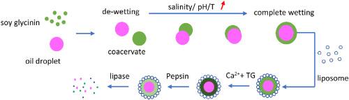 Microcapsules with condensates and liposomes composite membranes fabricated via soy protein simple coacervation