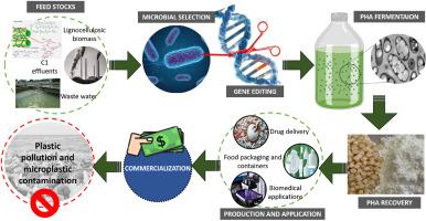 A comprehensive review on polyhydroxyalkanoate: Genetic engineering to enhance production and feedstocks assimilation as green alternative for Petrochemical plastics