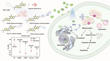 Coumarin-Quinazolinone based photosensitizers: Mitochondria and endoplasmic reticulum targeting for enhanced phototherapy via different cell death pathways