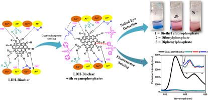 Cobalt/Aluminum layered double hydroxide intercalated with rice straw based-biochar for recognizing organophosphates in cereal crops