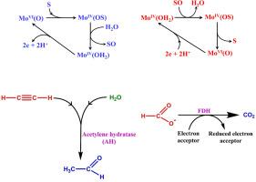 Exploring the nature’s discriminating factors behind the selection of molybdoenzymes and tungstoenzymes depending on the biological environment