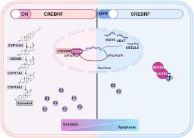 CREBRF regulates apoptosis and estradiol via ISG15/ISGylation in pig granulosa cells