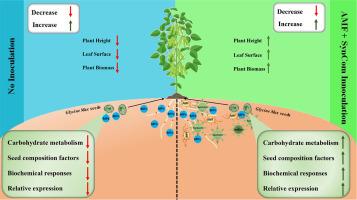 Mitigation of microplastic toxicity in soybean by synthetic bacterial community and arbuscular mycorrhizal fungi interaction: Altering carbohydrate metabolism, hormonal transduction, and genes associated with lipid and protein metabolism