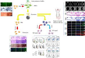 Mesoporous bioactive glass-enhanced MSC-derived exosomes promote bone regeneration and immunomodulation in vitro and in vivo