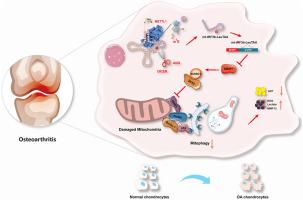 m7G-modified mt-tRF3b-LeuTAA regulates mitophagy and metabolic reprogramming via SUMOylation of SIRT3 in chondrocytes