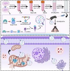 Mesenchymal stromal cells deliver H2S-enhanced Nrf2 via extracellular vesicles to mediate mitochondrial homeostasis for repairing hypoxia-ischemia brain damage