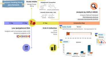 Bioavailability of mango (poly)phenols: An evaluation of the impact of the colon, and phenylalanine and tyrosine on the production of phenolic catabolites