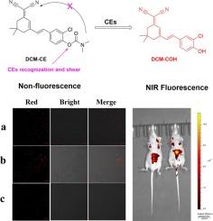 Detection of carboxylesterases by an activatable NIR fluorescence probe with high selectivity in living systems