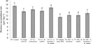 Improving salinity tolerance in wheat plants via inoculation with Azospirillum brasilense and Bacillus subtilis for enhanced biomass, growth and physiological process