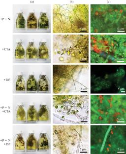 Comparative Metagenomics for Monitoring the Hidden Dynamics of the Algal-Bacterial Wastewater Community under the Influence of Drugs