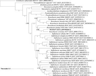 Roseobacter sinensis sp. nov., a marine bacterium capable to synthesize arachidonic acid