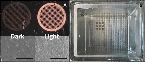 Transmission Electron Microscopy of Coral Tissue