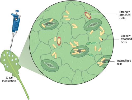 Epiphytic, Attached, and Internal Escherichia coli O157:H7 Subpopulations Associating With Romaine Lettuce Are Strain-Dependent and Affected by Relative Humidity and Pre- and Postharvest Plant State