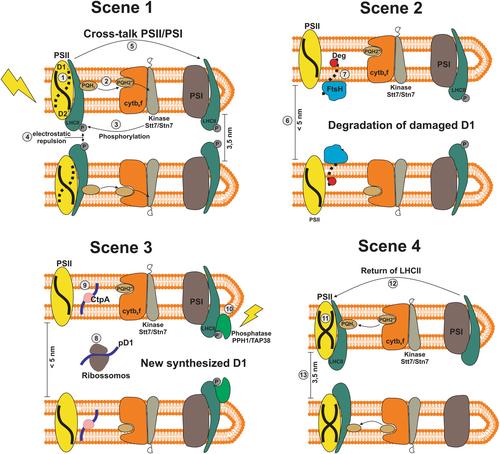 Unraveling subcellular functional traits: Adaptive insights into chloroplast ultrastructure in nonmodel species