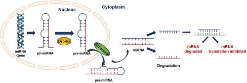 Effects of microRNA on the growth and targeted therapy response on lung cancer