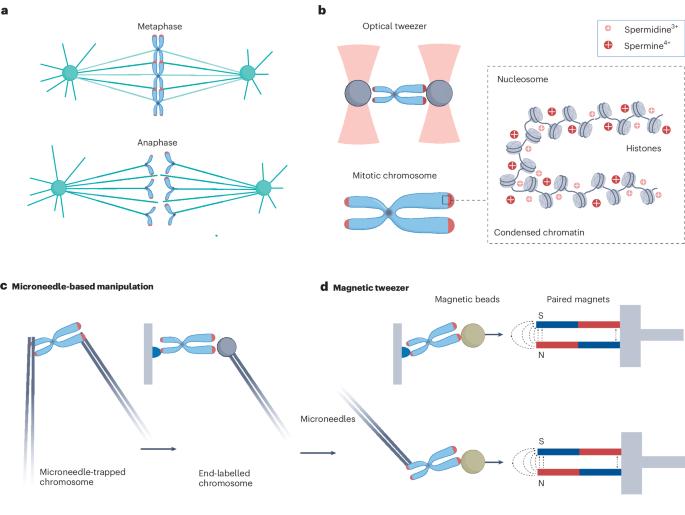 Ions shaping the mechanics of chromosomes in mitosis