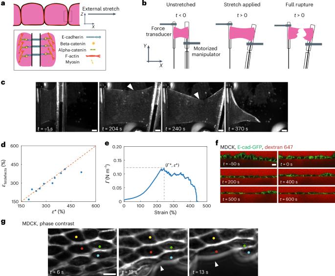 Rupture strength of living cell monolayers