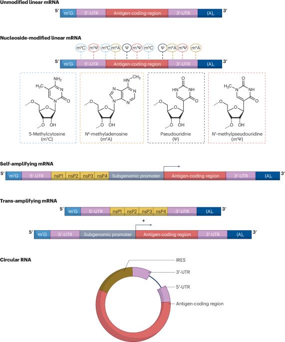 mRNA vaccines for infectious diseases — advances, challenges and opportunities