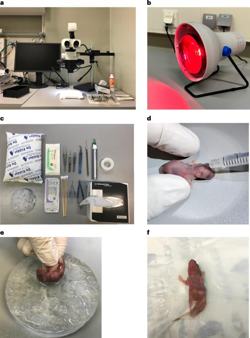 Cauterization of the root of the left coronary artery as a straightforward, large and reproducible ischemic injury model in neonatal mice