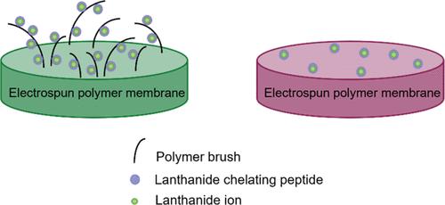 Electrospun Membranes Modified with Lanmodulin-Derived Peptides for Lanthanide Adsorption