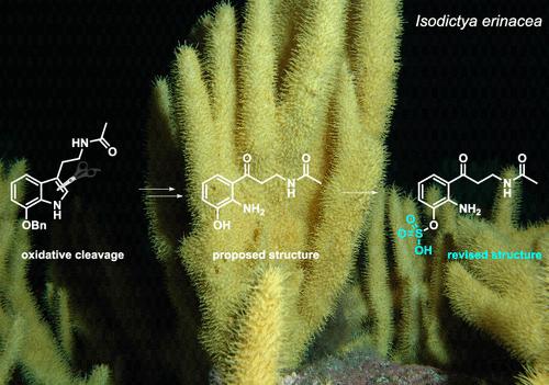 Total Synthesis and Structural Reassignment of the Molt-Inhibiting Marine Alkaloid Erebusinone