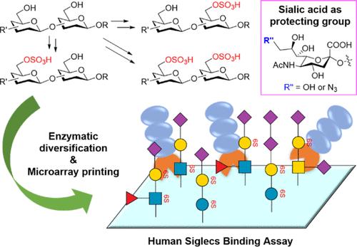 Enzyme-Sialylation-Controlled Chemical Sulfation of Glycan Epitopes for Decoding the Binding of Siglec Ligands