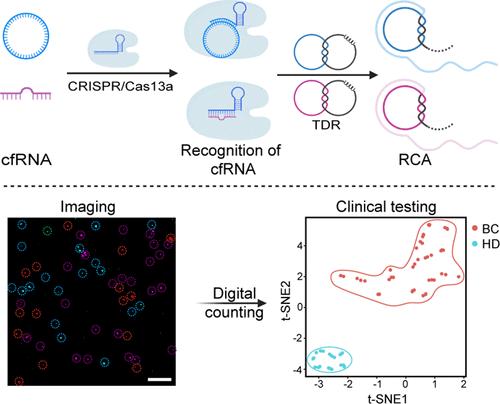 Quantitative Analysis of Cell-Free RNA at Attomolar Level Using CRISPR/Cas Digital Imaging Platform