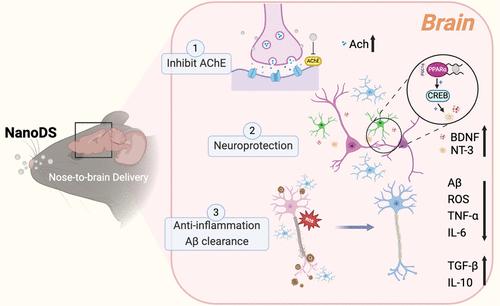 Intranasal Carrier-Free Nanomodulator Addresses Both Symptomatology and Etiology of Alzheimer’s Disease by Restoring Neuron Plasticity and Reprogramming Lesion Microenvironment