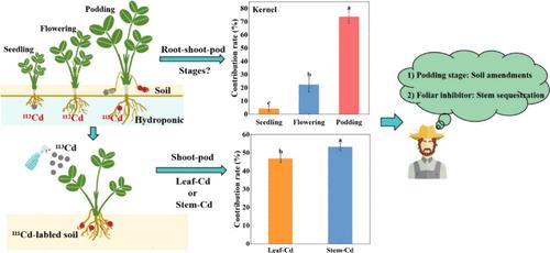 Deciphering Cadmium Accumulation in Peanut Kernels through Growth Stages and Source Organs: A Multi-Stable Isotope Labeling Study