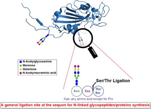 Generalizing a Ligation Site at the N-Glycosylation Sequon for Chemical Synthesis of N-Linked Glycopeptides and Glycoproteins