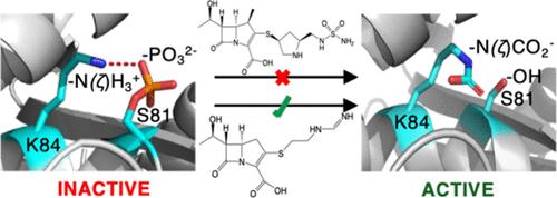 Bacterial Phosphorylation Suppresses Carbapenemase Activity of the Class-D β-Lactamase OXA-24/40 from Acinetobacter baumannii