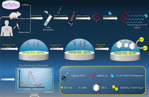 Just-in-Time Generation of Nanolabels via In Situ Biomineralization of ZIF-8 Enabling Ultrasensitive MicroRNA Detection on Unmodified Electrodes