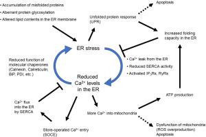 ER stress as a sentinel mechanism for ER Ca2+ homeostasis