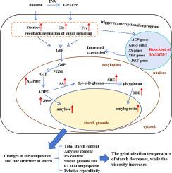 Editing of the soluble starch synthase gene MeSSIII-1 enhanced the amylose and resistant starch contents in cassava