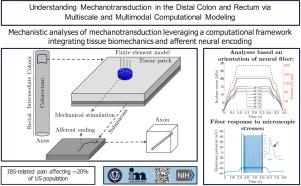 Understanding mechanotransduction in the distal colon and rectum via multiscale and multimodal computational modeling