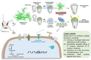 Targeted antimicrobial self-assembly peptide hydrogel with in situ bio-mimic remineralization for caries management