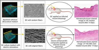 Electricallymodified bacterial cellulose tailored with plant based green materials for infected wound healing applications