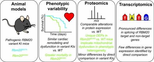 Integrated proteomics and transcriptomics analysis reveals insights into differences in premature mortality associated with disparate pathogenic RBM20 variants