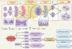 Hesperitin prevents non-alcoholic steatohepatitis by modulating mitochondrial dynamics and mitophagy via the AMPKα-Drp1/PINK1-Parkin signaling pathway