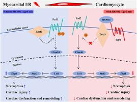 LGR6 protects against myocardial ischemia-reperfusion injury via suppressing necroptosis