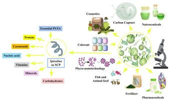 Unraveling the potential of cyanobacteria as food and investigating its production and nutritional properties