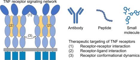 TNF receptors: Structure-function relationships and therapeutic targeting strategies