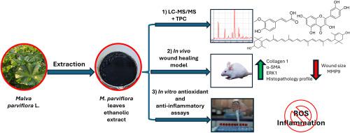 Phytochemical analysis and wound healing properties of Malva parviflora L. ethanolic extract