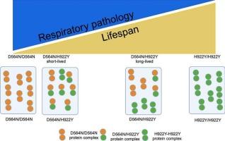 Ighmbp2 mutations and disease pathology: Defining differences that differentiate SMARD1 and CMT2S