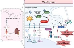 Deltamethrin exposure caused renal inflammation and renal fibrosis via upregulating endoplasmic reticulum stress-mediated TXNDC5 level in mice