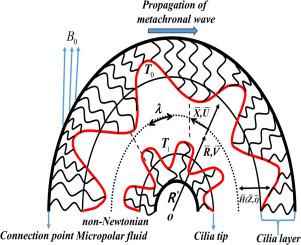 Cilia-assisted flow of electrically conducting micropolar fluid in a heated curved channel under Soret and Dufour effects