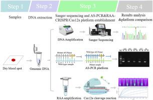 Rapid detection of mutations in the suspected piperaquine resistance gene E415G-exo in Plasmodium falciparum exonuclease via AS‒PCR and RAA with CRISPR/Cas12a